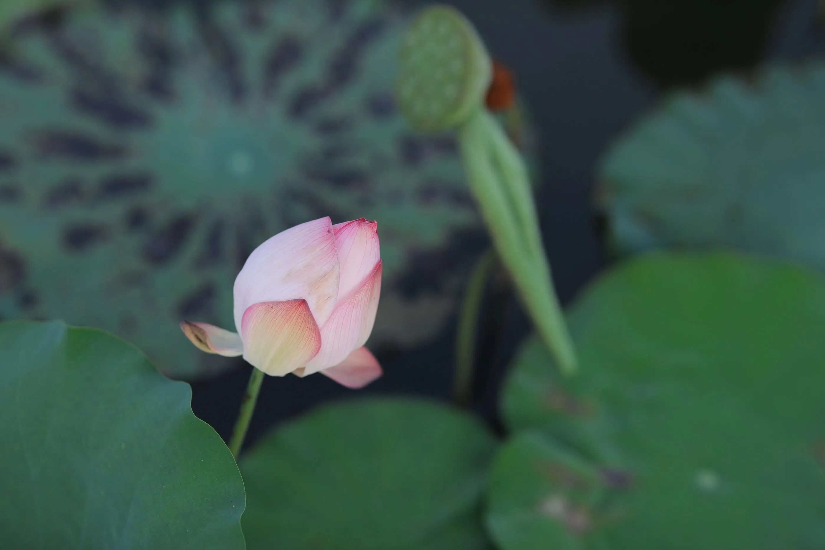 [艺图语] 2022.05.30 芙蓉 ella [23P]插图7